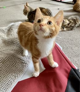 Super affectionate kittens - great with dogs, cats, bunnies and kids