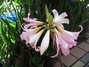 Potted beautiful pink lily plants, discounts for multi-purchases