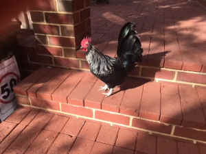 ROOSTER FREE -- TO LOVING HOME WITH BIG OPEN AREA.