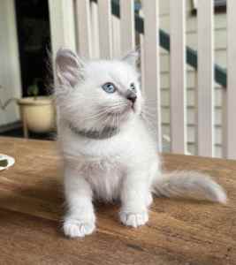 Male BLUE POINT RAGDOLL vaccinated and microchipped