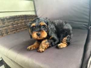 King Charles Cavalier Puppy Available Ipswich