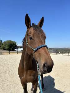 For lease tb mare on property 