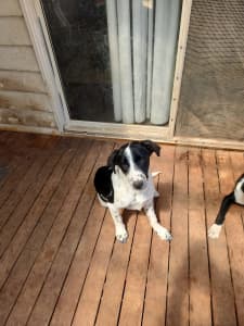 Border collie cross puppies 