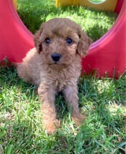 Miniature Poodle puppies - mini red and cream girls