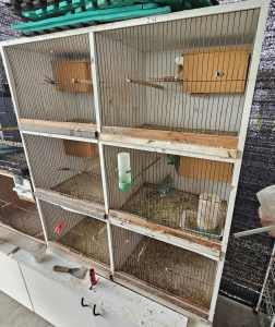6 Bay breeding cabinet few English budgies available aswell 
