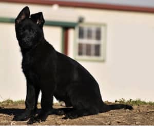 Adorable Pure Black Purebred German Sheppard Puppy