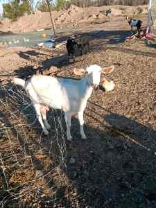 Milking goat for sale