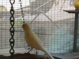 Canary female
