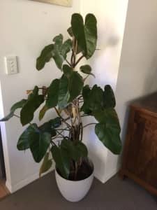 Philodendron, Red Emerald (climbing). H: 140cm. Reduced to $65.