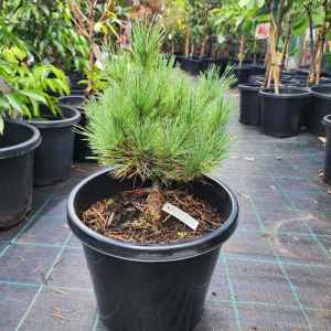 Pinus Strobus Macopin white Pine Tree in 300mm pot