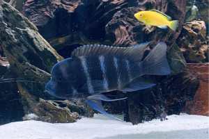 Frontosa Cichlid large 25cm 6 bar - aquarium tropical fish