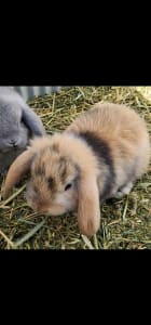 Baby purebred mini lop eared baby rabbits 🐇 