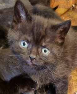 Beautiful Male Kitten - British Shorthair X