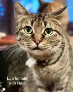 Lua - Perth Animal Rescue incl Vet work cat/kitten