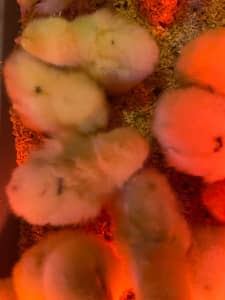 Day old chickens for sale