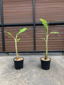 Banana plants for sale, Ducasse variety, pick up only