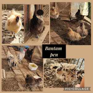 Fertile chicken eggs from bantam and large breed pens