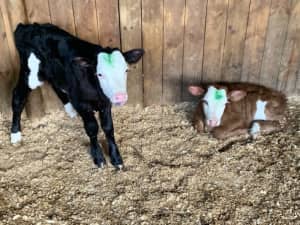 Hereford x beef calves