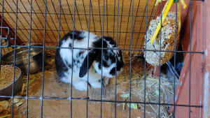 Rabbit for sale.