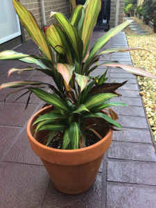 Indoor or outdoor plant In Terocotta Pot