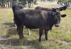 Murray Grey X Steers 3 available 