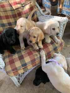 Beautiful Labrador Puppies ready for there forever homes
