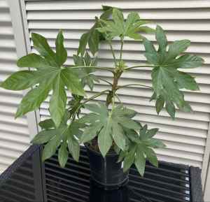 Japanese Aralia - Fatsia - Shade Loving Indoor or Outdoor Plant - $50