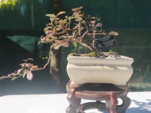 Semi Cascade Chinese Elm bonsai starter for sale