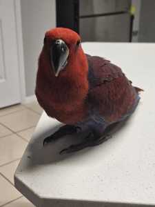 Female Eclectus parrot 