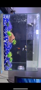 Fish and fish tank for low price