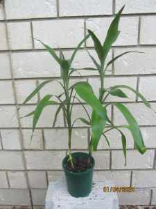 2 Lucky bamboo plants in 140mm pot- Indoor plants