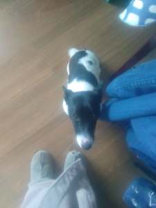 Jack Russell For Sale 