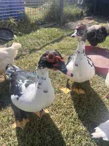 4 Young Muscovy Drakes