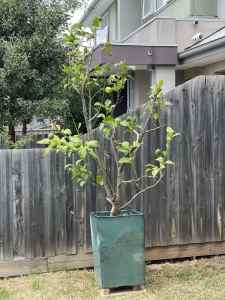 Well Established Citrus Lemon Tree plant in Glazed Terracotta Pot
