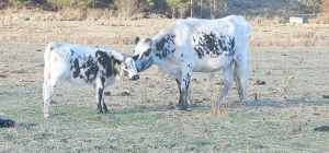 Speckle park cow and calf -