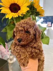 Toy Poodle Red Puppies. ONLY ONE LEFT. 