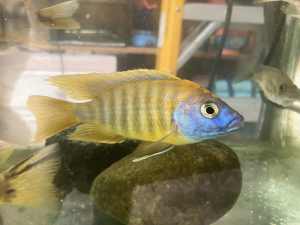 Mixed African Cichlids and OB’s