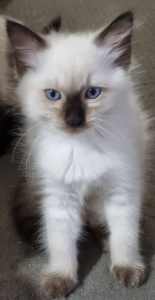 Purebred Ragdoll kittens 9 weeks sold