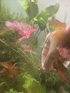 Red tiger lotus plants: 2 available: for fish/shrimp tank