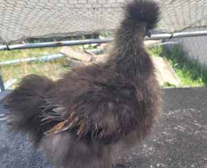 5 month old Silkie Roosters looking for GOOD homes.