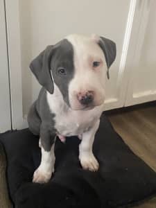 Purebred blue American staffy puppies available now (only 1 male left)