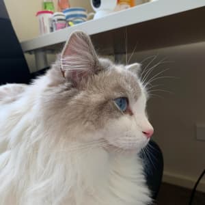 Male ragdoll looking for a new home