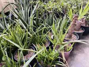 Organic Aloe Vera Plant For Sale Price : Form $2 , $5 , $10 , $30 ,