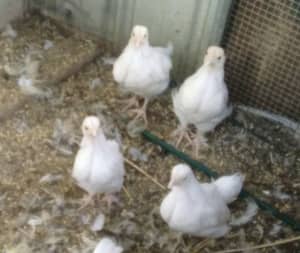 Various age chickens for sale