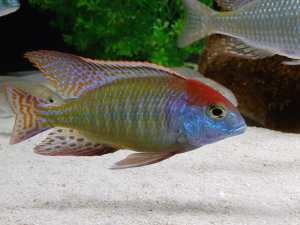 Lethrinops Red Cap Tanzania 10 fish (5-7cm) - Brisbane Only