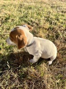 Pure Bred Jack Russel Pups For Sale