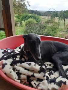Greyhound Cindy Lou Desexed Female needing a Loving Home 