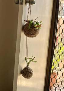 Kokedama Hanging Plants