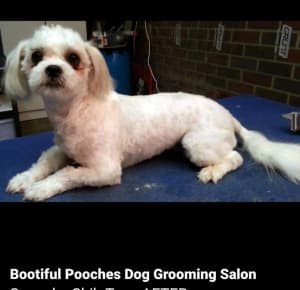 Bootiful Pooches Dog Grooming Salon