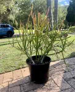Beautiful 3 fire stick succulent plants in one pot.